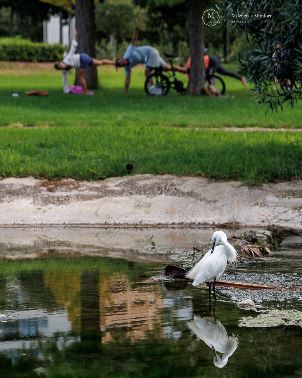 Una garceta blanca camina por un charco en el que se refleja, mientras al fondo varias personas practican yoga sobre el césped