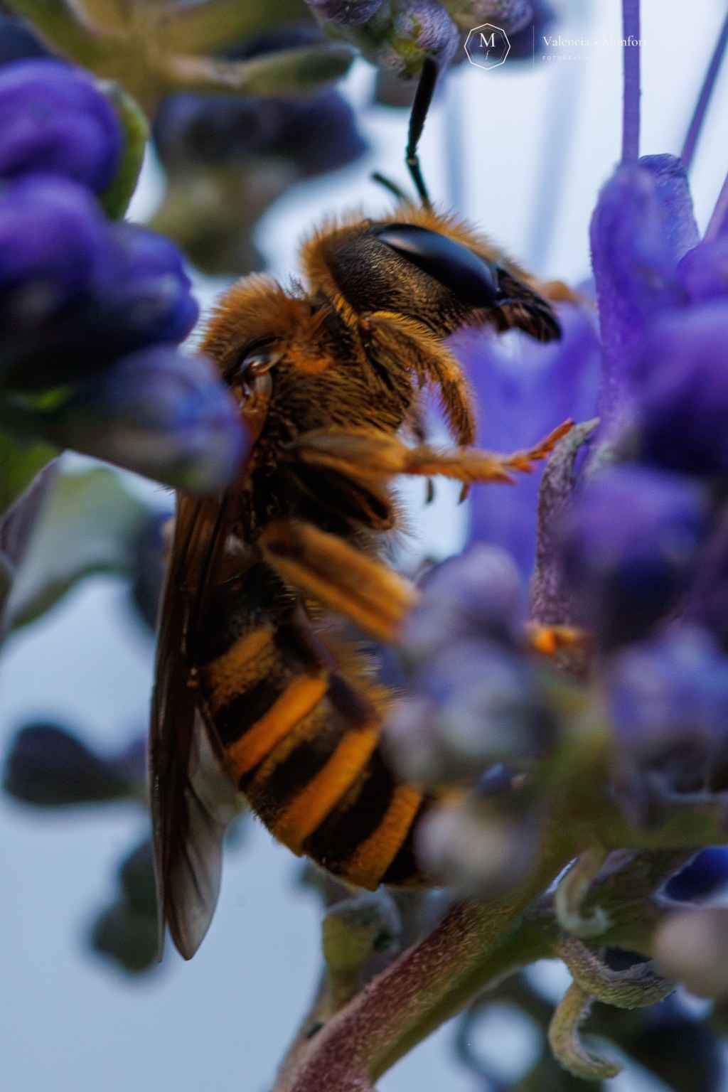 Primer plano de una abeja libando en una flor violeta